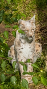 Lynx boréal